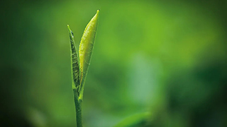 這片樹葉，改變了世界！