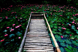 踱步花間，邂逅美麗