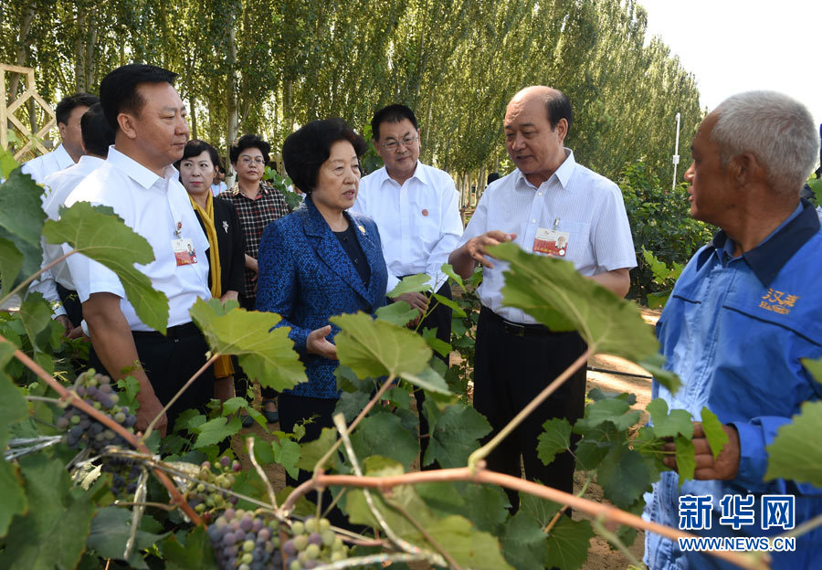 8月9日，中共中央政治局委員、中央統(tǒng)戰(zhàn)部部長、中央代表團副團長孫春蘭率中央代表團三分團，先后赴內蒙古自治區(qū)烏海市、阿拉善盟看望各族干部群眾。這是孫春蘭在烏海市漢森酒業(yè)集團的葡萄種植園了解葡萄種植情況。新華社記者 任軍川 攝