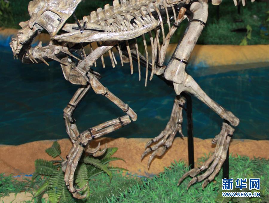 （XHDW·圖文互動(dòng)）（1）山東諸城發(fā)現(xiàn)小型獸腳類(lèi)恐龍“趙氏怪腳龍”