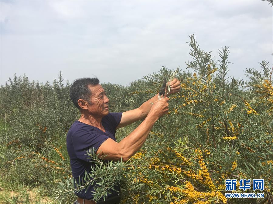 (新華全媒頭條·在習(xí)近平新時代中國特色社會主義思想指引下——新時代新作為新篇章·圖文互動)(9)綠富同興畫卷在沙海中鋪展——庫布其沙漠生態(tài)治理紀(jì)實