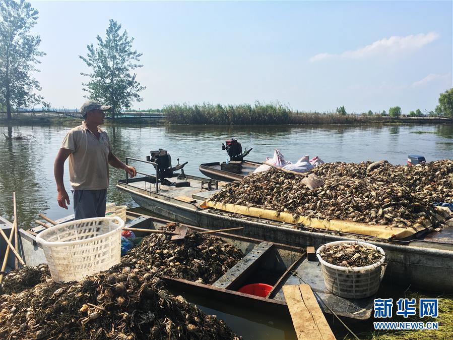 （新華視點(diǎn)·圖文互動(dòng)）（1）上游洪水來(lái)襲下游魚(yú)蟹死亡，泄洪為何變泄污？