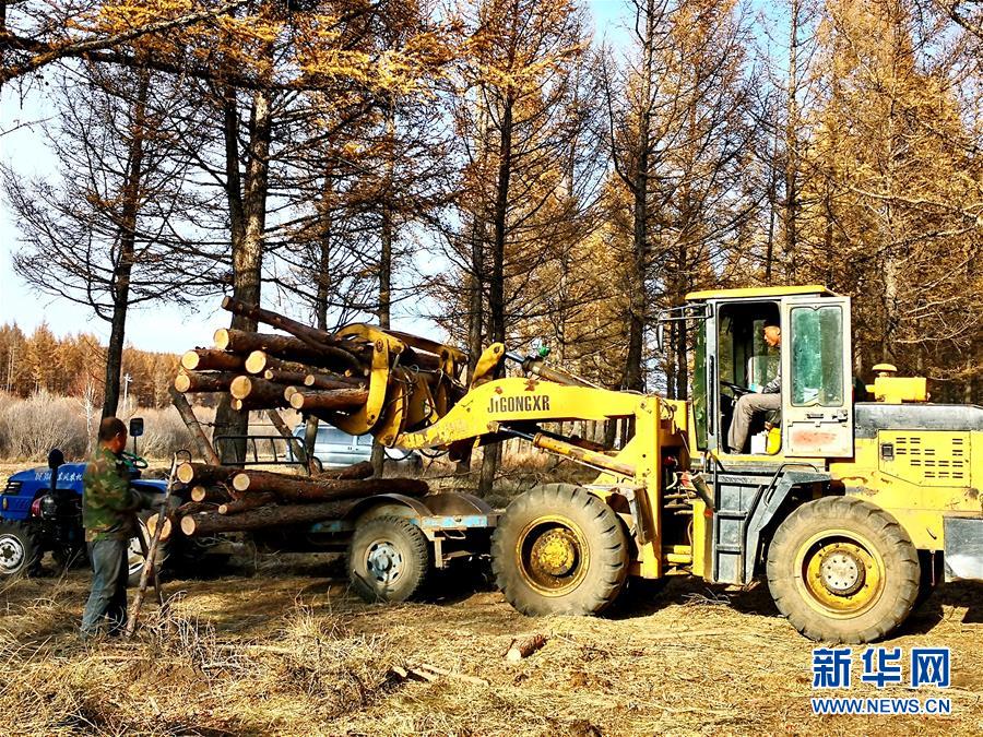 （新華全媒頭條·圖文互動）（7）那一抹綠色，走進越來越多人心里——河北塞罕壩續(xù)寫新時代綠色傳奇