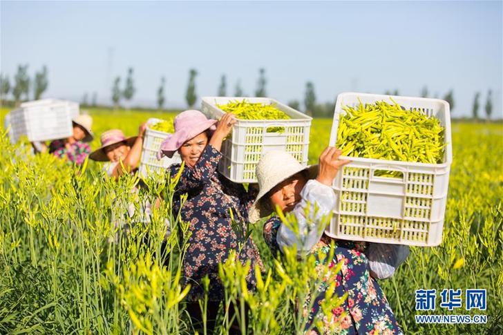 （在習(xí)近平新時代中國特色社會主義思想指引下——新時代新作為新篇章·鄉(xiāng)村振興戰(zhàn)略·圖文互動）（1）一株忘憂草，萬家喜眉梢——山西省大同市云州區(qū)黃花產(chǎn)業(yè)扶貧觀察