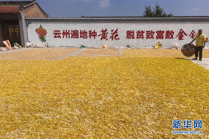 （在習(xí)近平新時代中國特色社會主義思想指引下——新時代新作為新篇章·鄉(xiāng)村振興戰(zhàn)略·圖文互動）（2）一株忘憂草，萬家喜眉梢——山西省大同市云州區(qū)黃花產(chǎn)業(yè)扶貧觀察
