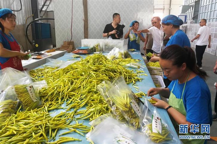 （在習(xí)近平新時代中國特色社會主義思想指引下——新時代新作為新篇章·鄉(xiāng)村振興戰(zhàn)略·圖文互動）（3）一株忘憂草，萬家喜眉梢——山西省大同市云州區(qū)黃花產(chǎn)業(yè)扶貧觀察