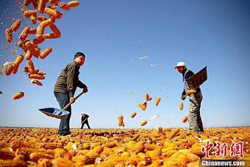 資料圖。農(nóng)民揮動(dòng)鐵锨晾曬玉米，使得滿地盡帶“黃金甲”，成為一道靚麗的風(fēng)景線。趙琳 攝