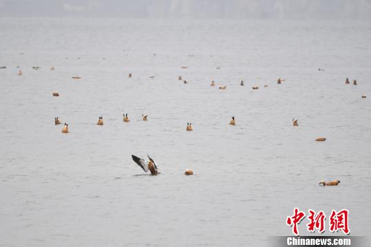 圖為在納帕海濕地棲息的候鳥?！⑷疥?攝