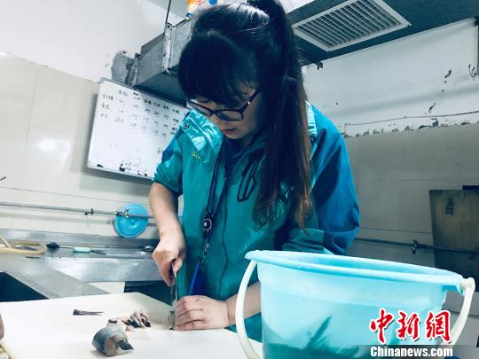 于雅麗在餌料操作間，準(zhǔn)備著動(dòng)物們的食物?！“瑧c龍 攝