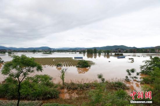 資料圖：湖南省臨武縣武水鎮(zhèn)、南強(qiáng)鎮(zhèn)、汾市鎮(zhèn)、水東鎮(zhèn)、金江鎮(zhèn)等鄉(xiāng)鎮(zhèn)遭遇特大暴雨襲擊，導(dǎo)致大量民房和農(nóng)田被淹。據(jù)不完全統(tǒng)計(jì)，該縣數(shù)千戶民房被淹，數(shù)十萬畝農(nóng)田、果園、煙田被淹斷收，直接經(jīng)濟(jì)損失達(dá)數(shù)千萬元。災(zāi)情發(fā)生后，當(dāng)?shù)卣跋嚓P(guān)部門第一時(shí)間奔赴受災(zāi)鄉(xiāng)鎮(zhèn)轉(zhuǎn)移群眾，察看災(zāi)情并積極組織村民排澇自救、發(fā)放救災(zāi)物資、開展保險(xiǎn)理賠等工作。目前救災(zāi)工作正在有序進(jìn)行，無人員傷亡。唐盛歡 攝