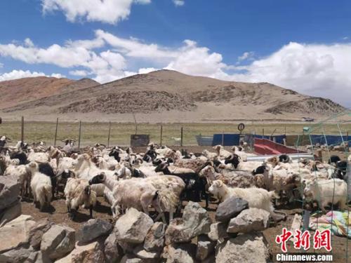 圖為羊群正從羊圈里出來。 謝藝觀 攝