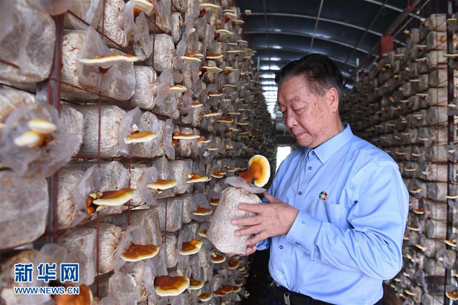 （不忘初心、牢記使命·圖文互動(dòng)）（1）拳拳寸草心 濃濃報(bào)國(guó)情——記“菌草之父”林占熺