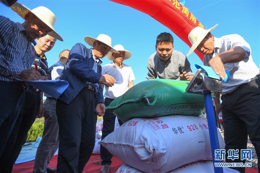 （圖文互動）（2）1046.3公斤！袁隆平第三代雜交水稻首次公開測產(chǎn)