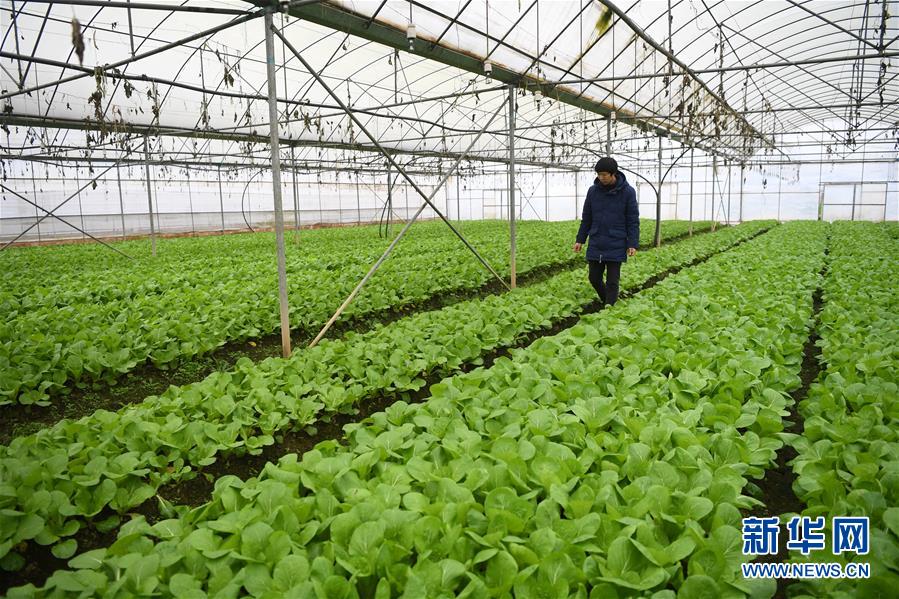 （在習(xí)近平新時代中國特色社會主義思想指引下——新時代新作為新篇章·總書記關(guān)切高質(zhì)量發(fā)展·圖文互動）（2）穩(wěn)住“一頭豬”、供好“一袋米”、配好“一籃菜
