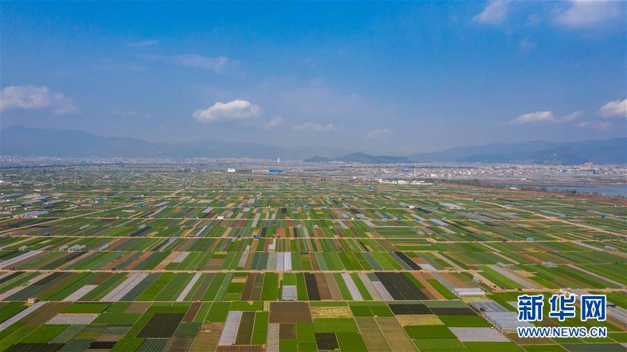 （抓好春耕備耕 穩(wěn)住農(nóng)業(yè)生產(chǎn)·圖文互動(dòng)）（5）“栽種的是菜苗，收獲的是希望”——云南蔬菜集散地通海縣春耕見聞 