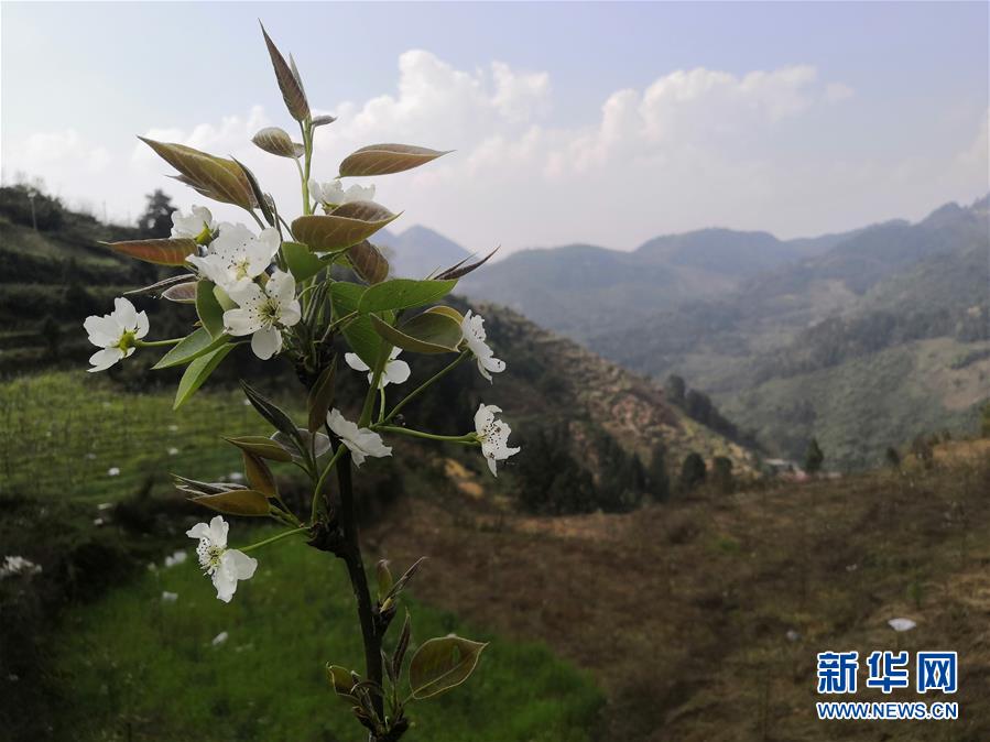 （決戰(zhàn)決勝脫貧攻堅(jiān)·圖文互動(dòng)）（1）寄相思，償夙愿——5封清明“家書”里的決戰(zhàn)決勝信念