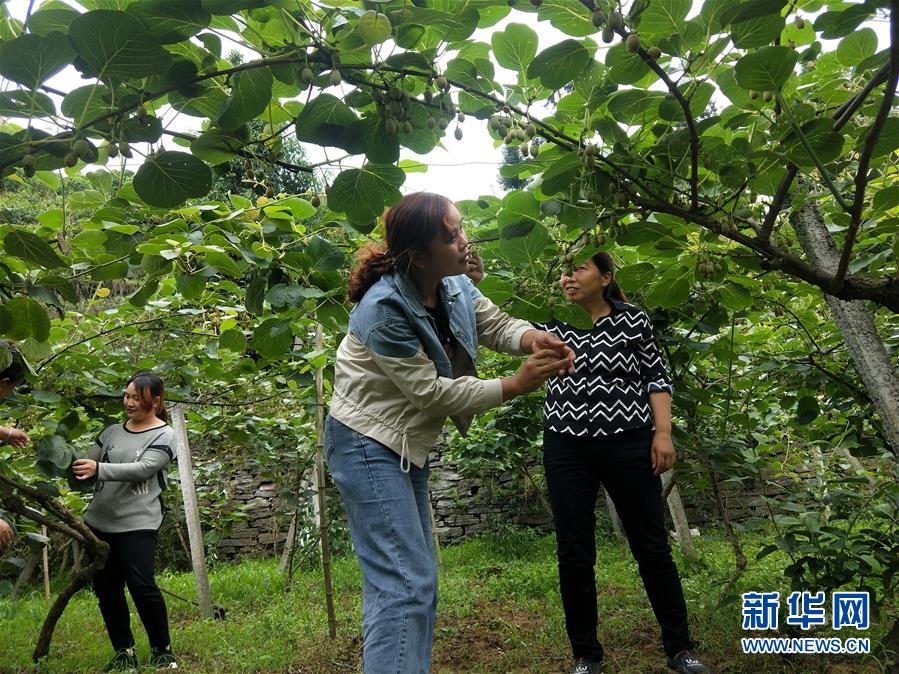 （新華全媒頭條·圖文互動）（10）初夏，循著總書記的腳步探訪產(chǎn)業(yè)扶貧新事