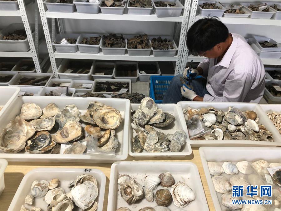 （圖文互動）（4）浙江余姚發(fā)現早于河姆渡文化1000年的史前遺址