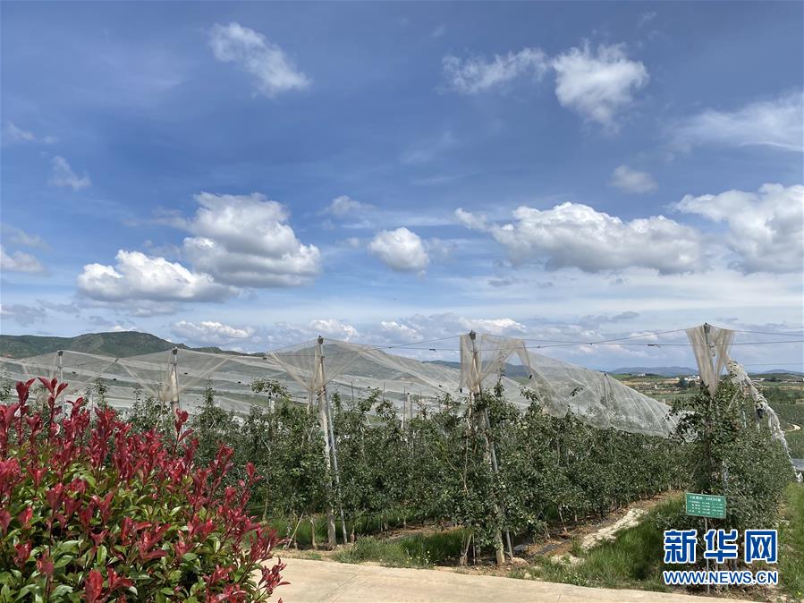 （決戰(zhàn)決勝脫貧攻堅(jiān)·圖文互動(dòng)）（3）高原紅了，日子好了——貴州海拔最高縣發(fā)展蘋果產(chǎn)業(yè)見(jiàn)聞
