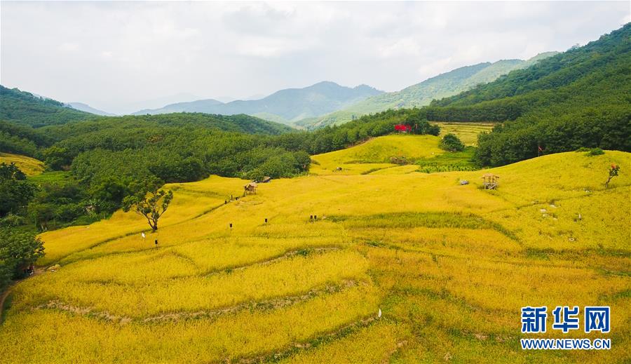 (走向我們的小康生活·圖文互動)(1)黎苗山鄉(xiāng)種養(yǎng)“老行當”擦亮“綠色牌”