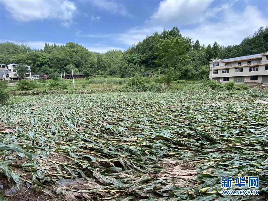 （防汛抗洪·圖文互動(dòng)）（4）山洪襲來(lái)前，澧水河畔大轉(zhuǎn)移