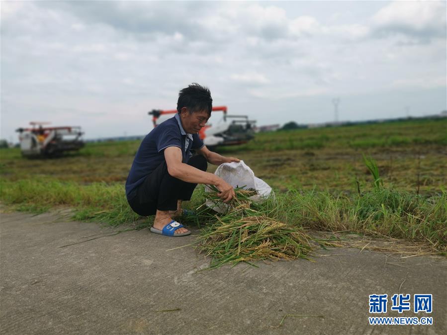 （新華視點·聚焦餐桌外的浪費·圖文互動）（1）顆粒歸倉為何難實現(xiàn)？我國糧食收割環(huán)節(jié)損失驚人