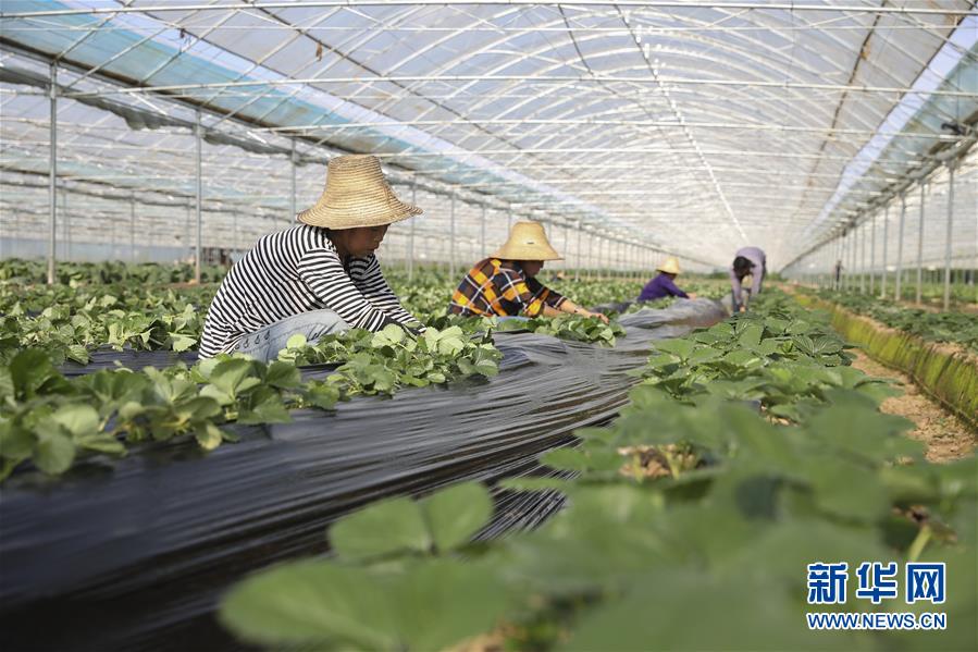 （新華全媒頭條·決戰(zhàn)決勝脫貧攻堅·督戰(zhàn)未摘帽貧困縣·圖文互動）（12）不獲全勝，決不收兵——全國52個掛牌督戰(zhàn)貧困縣脫貧攻堅紀(jì)實