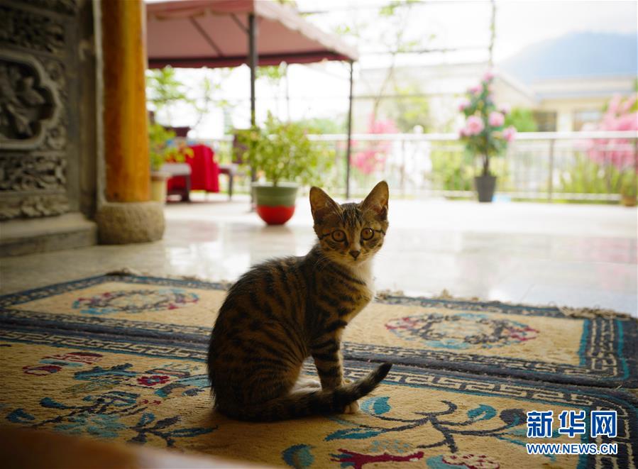 （走向我們的小康生活·決戰(zhàn)決勝脫貧攻堅(jiān)·圖文互動）（3）甘青交界處的跨越——保安族、撒拉族的脫貧故事