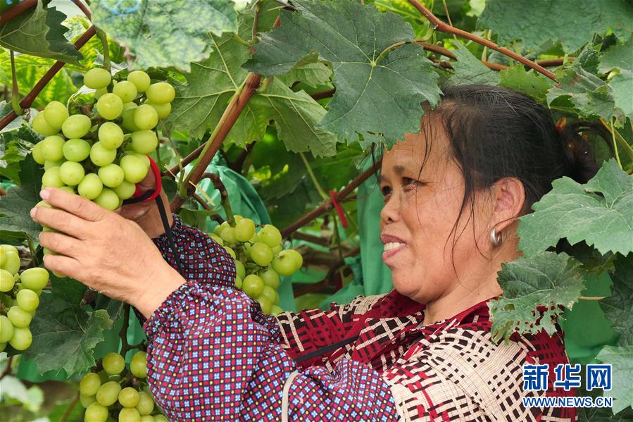 （決戰(zhàn)決勝脫貧攻堅·圖文互動）（2）同飲一江水 攜手“斬窮根”——深圳對口廣西河池、百色扶貧協(xié)作見聞