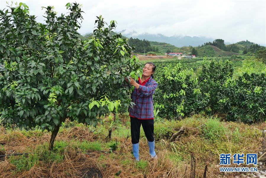 （決戰(zhàn)決勝脫貧攻堅·圖文互動）（10）同飲一江水 攜手“斬窮根”——深圳對口廣西河池、百色扶貧協(xié)作見聞