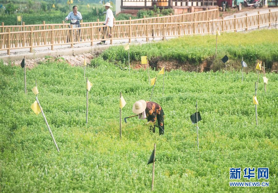 （新華全媒頭條·走向我們的小康生活·圖文互動(dòng)）（9）特殊之年，荊楚大地書(shū)寫(xiě)不平凡的答卷