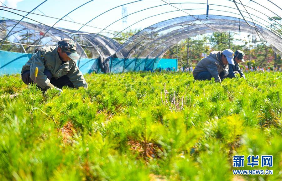 （在習(xí)近平新時代中國特色社會主義思想指引下——新時代新作為新篇章·習(xí)近平總書記關(guān)切事·圖文互動）（8）綠意，在黃沙中鋪展——我國防沙治沙紀(jì)實