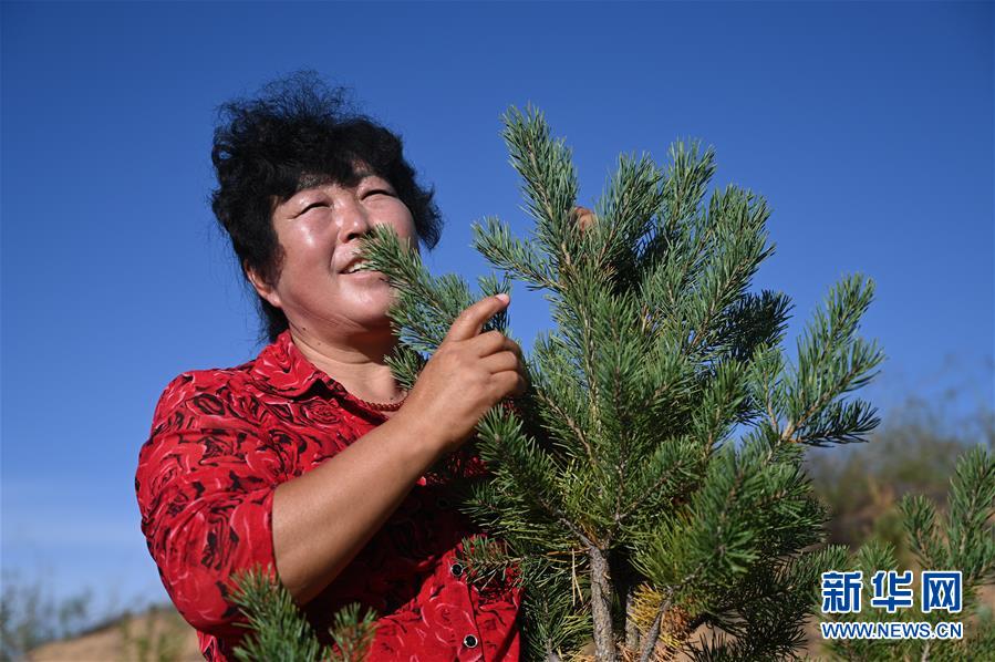 （在習(xí)近平新時代中國特色社會主義思想指引下——新時代新作為新篇章·習(xí)近平總書記關(guān)切事·圖文互動）（5）綠意，在黃沙中鋪展——我國防沙治沙紀(jì)實