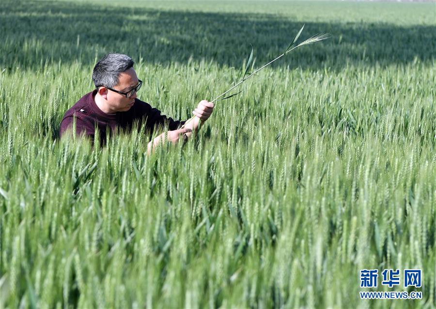 （在習(xí)近平新時(shí)代中國(guó)特色社會(huì)主義思想指引下——新時(shí)代新作為新篇章·習(xí)近平總書記關(guān)切事·圖文互動(dòng)）（5）新農(nóng)事、新希望——夏收前田間新動(dòng)態(tài)掃描