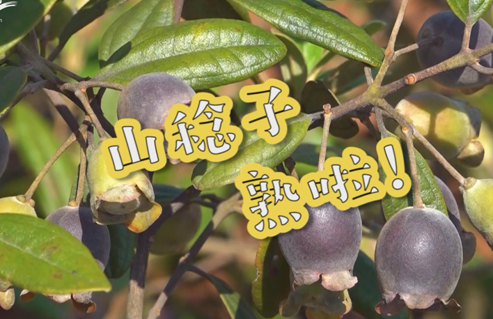 走向我們的小康生活丨山稔子熟啦！