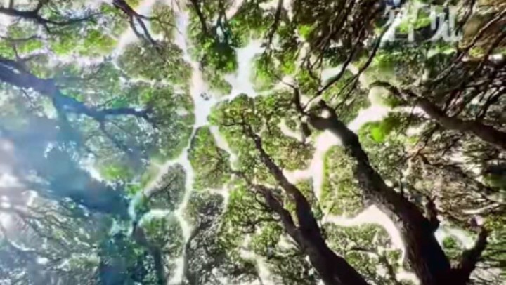 樹(shù)木為何會(huì)相互“禮讓”？