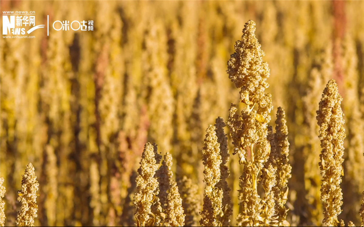 藜麥有極強(qiáng)的環(huán)境適應(yīng)能力和低成本、高回報(bào)的種植模式