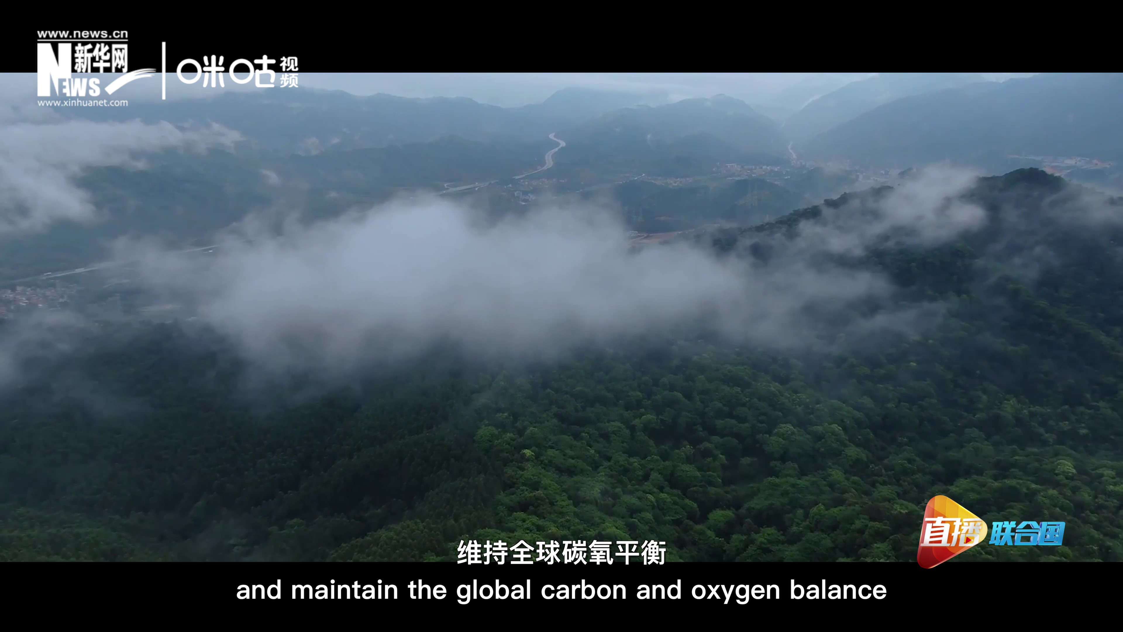 森林的碳匯可以協(xié)助減緩氣候變化，維持全球碳氧平衡