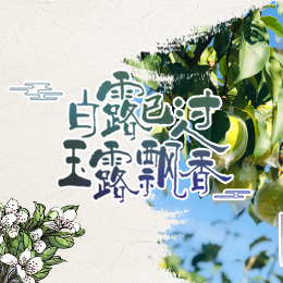 白露已過，玉露飄香