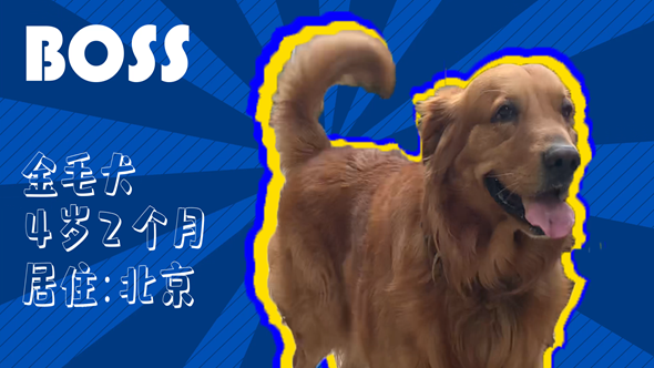 有效拴繩&科學(xué)遛狗——如何文明養(yǎng)犬？“撿屎官”們快看過(guò)來(lái)！