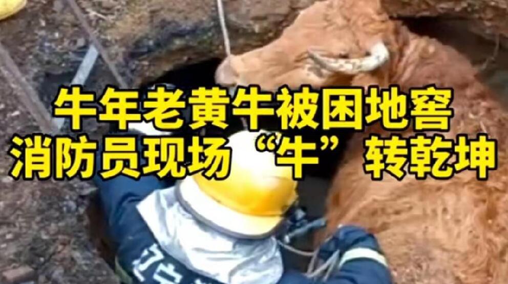 牛年老黃牛被困地窖，消防員現(xiàn)場“牛”轉乾坤！