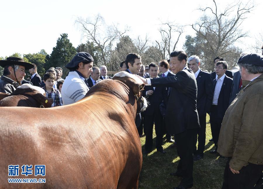當?shù)貢r間7月19日，正在對阿根廷進行國事訪問的國家主席習近平參觀共和國莊園，考察阿根廷農(nóng)牧業(yè)，了解阿根廷農(nóng)牧民文化特色。新華社記者馬占成攝 