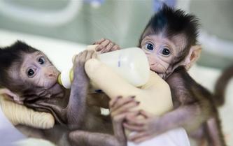 世界生命科學(xué)重大突破！ 兩只克隆猴在中國(guó)誕生